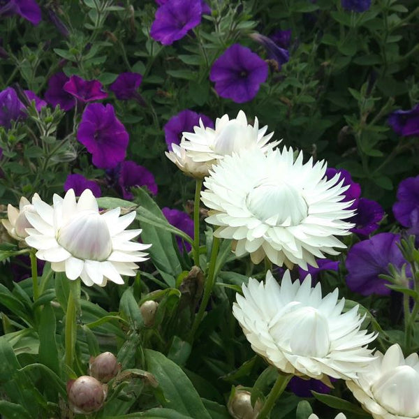 Bracteantha | Cottage White