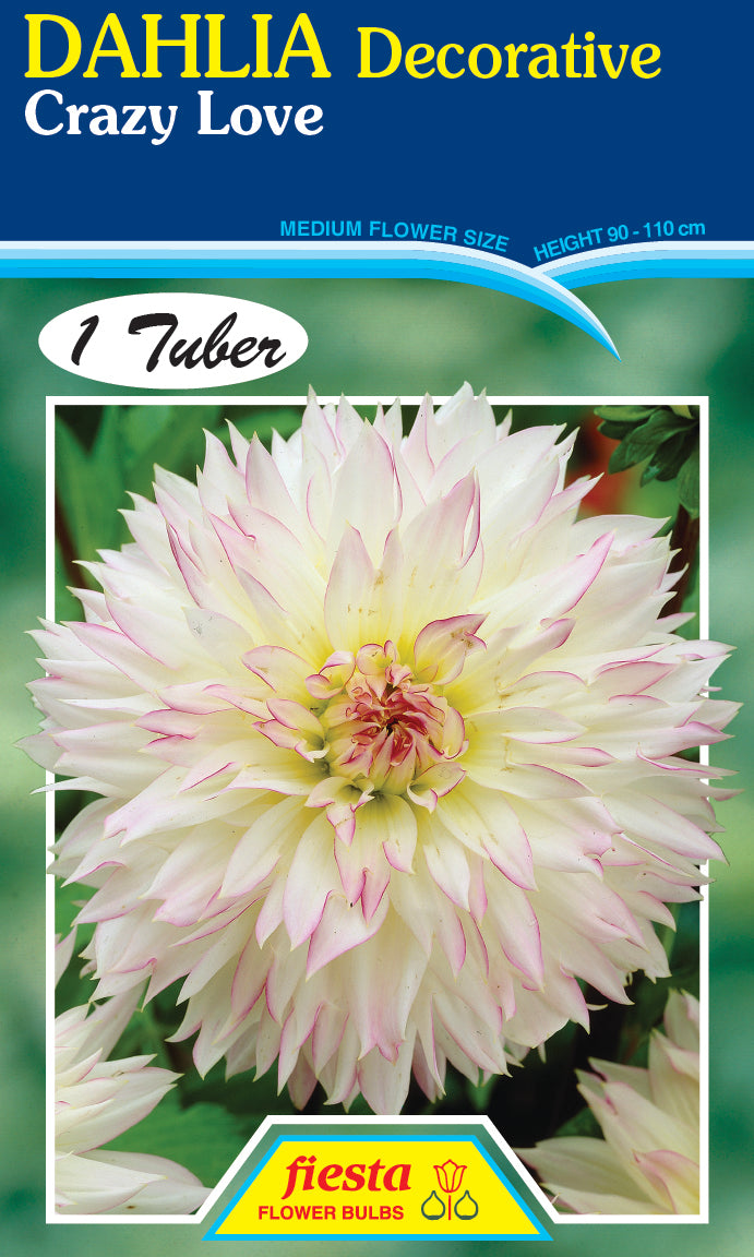 DAHLIA 'Crazy Love'