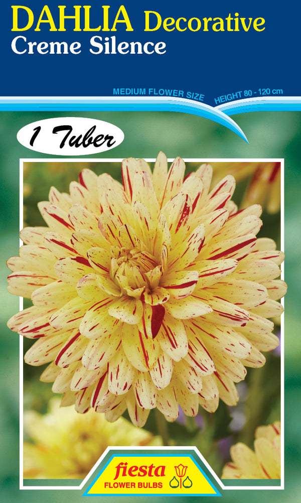 DAHLIA 'Creme Silence'