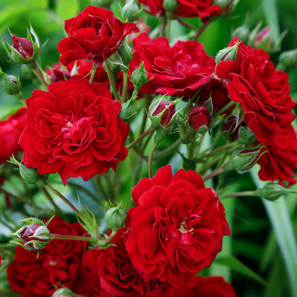 Patio Climbing Rose Crimson Siluetta