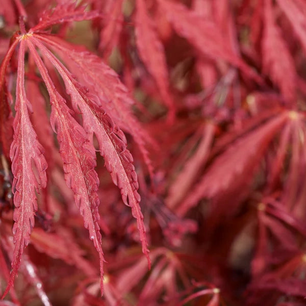 ACER ‘CRIMSON PRINCESS’ 40/60 TOPIARY