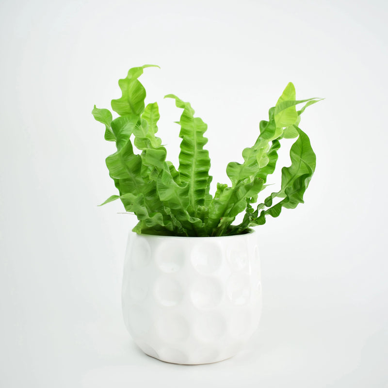 Asplenium Crispy Wave