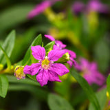 Cuphea Floriglory | Diego