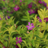 Cuphea Floriglory | Luci