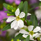 Cuphea Floriglory | Miguel