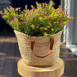 Cuphea Floriglory | Luci