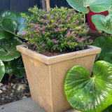 Cuphea Floriglory | Sophia