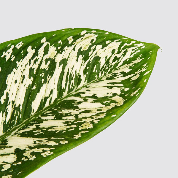 Dieffenbachia 'Etna'