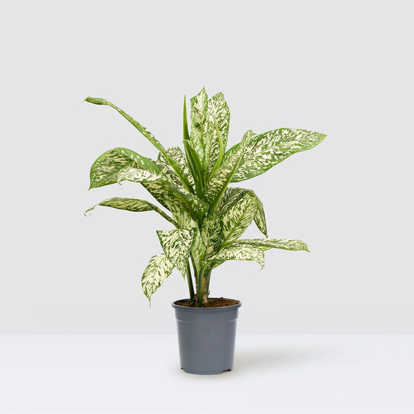 Dieffenbachia 'Etna'