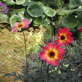 DAHLIA | Mystic Sparkler