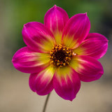 DAHLIA | Mystic Sparkler