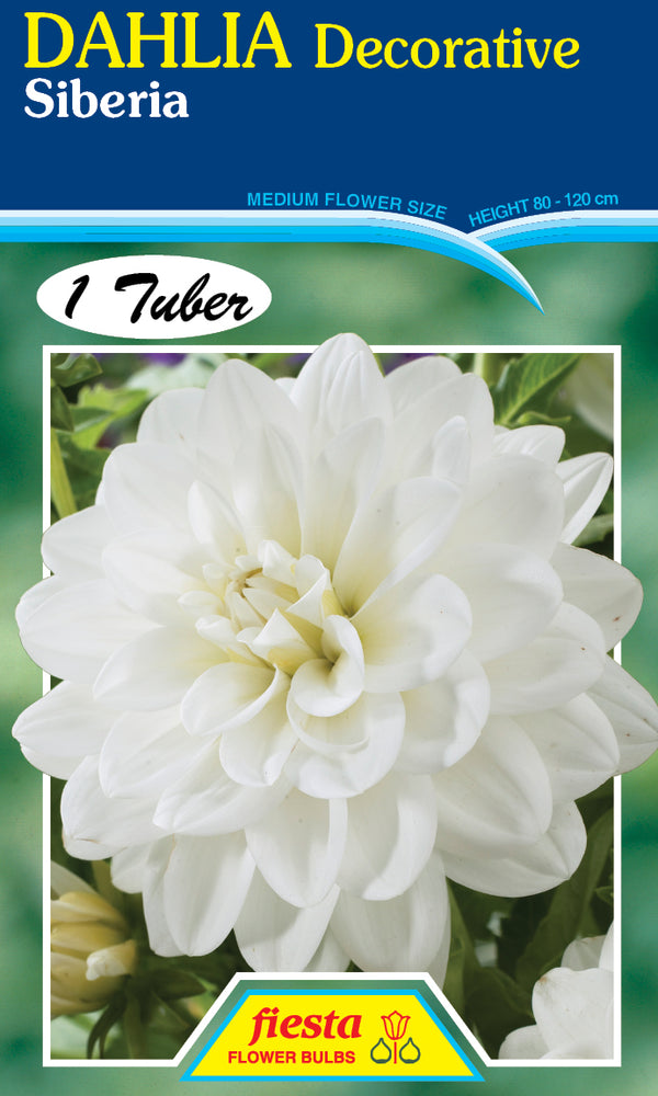 DAHLIA 'Siberia'