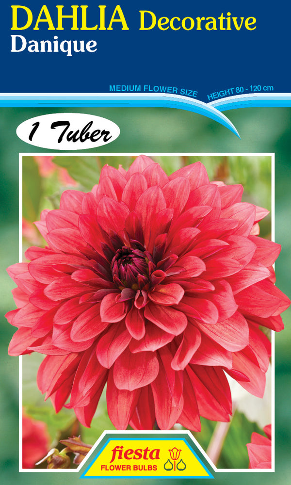 DAHLIA 'Danique'