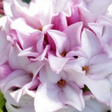 Daphne | Perfume Princess