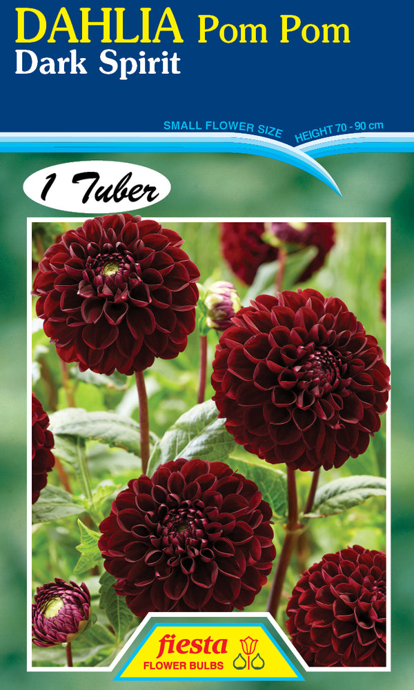 DAHLIA 'Dark Spirit'