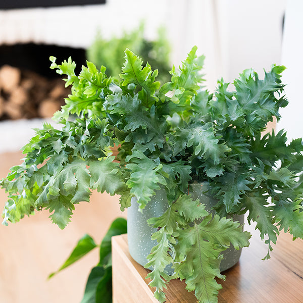 Phlebodium Aureum 'DAVANA'