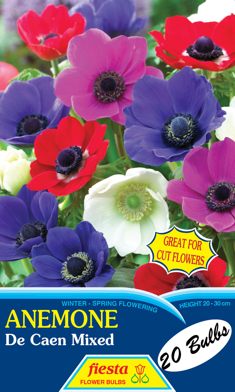 Anemone De Caen Mix 20 pack