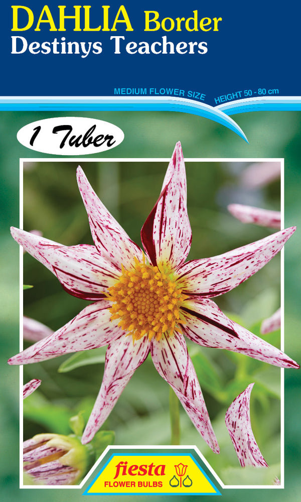DAHLIA 'Destinys Teacher'
