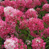 Hydrangea | Diamond Rogue