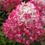 Hydrangea | Diamond Rogue