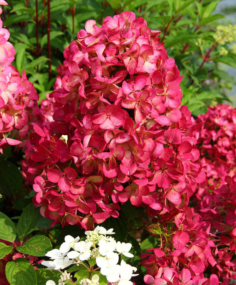 Hydrangea Diamond Rogue