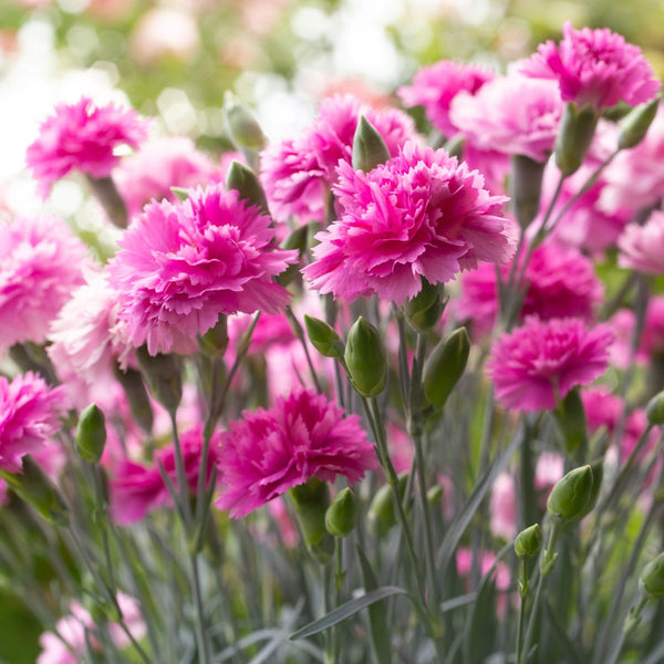 Dianthus Pink Eclipse