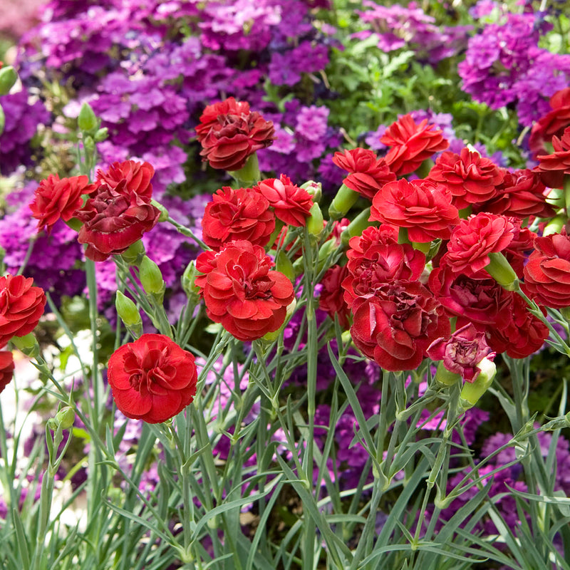 Dianthus | Passion | 9cm