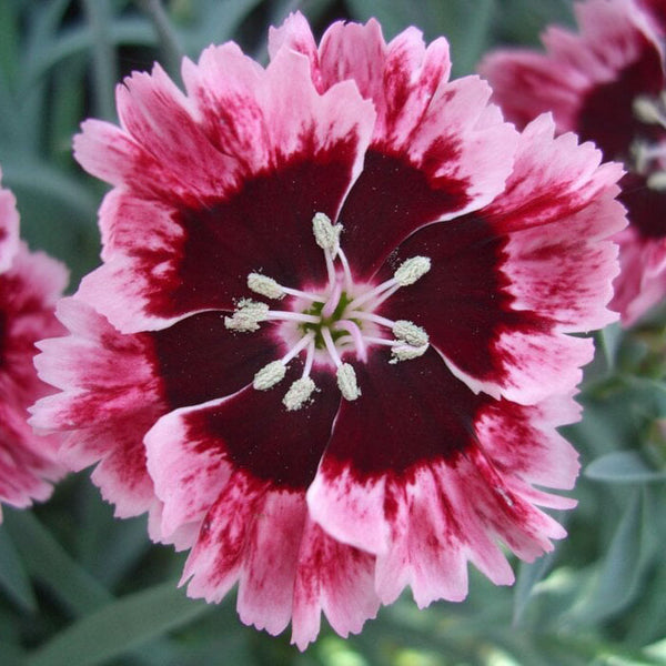 Dianthus | Cherryburst