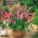 Dicentra spectabilis