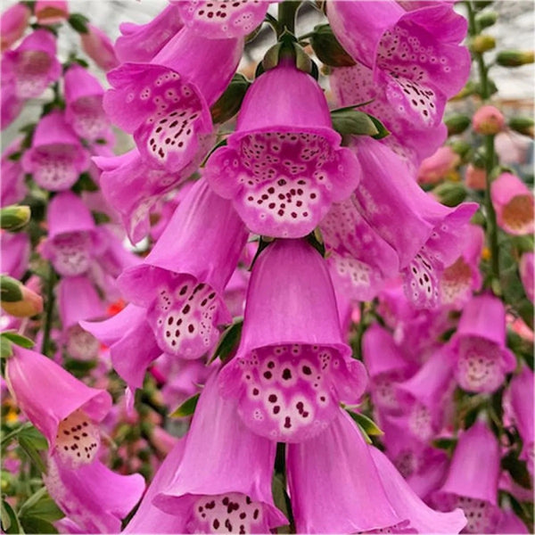 Digitalis Pink Panther