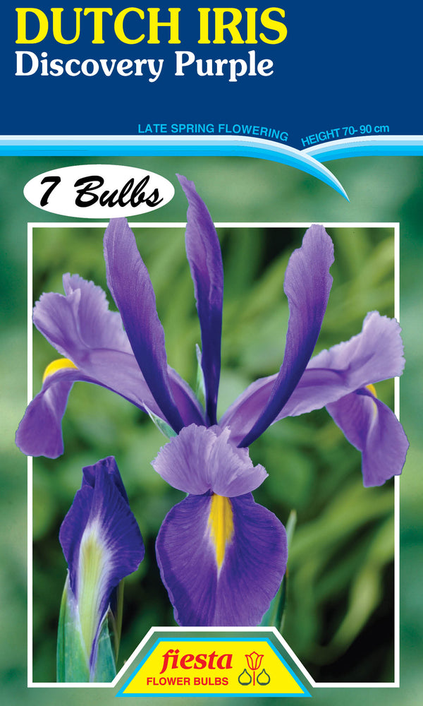 Dutch Iris Discovery Purple