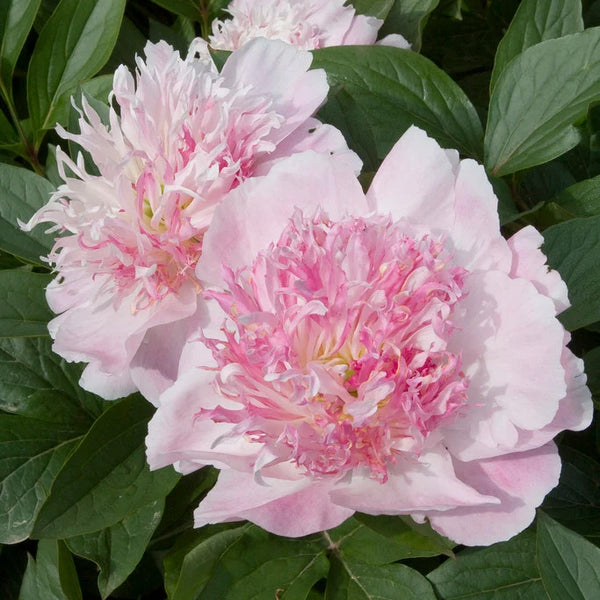 Peony - Do Tell