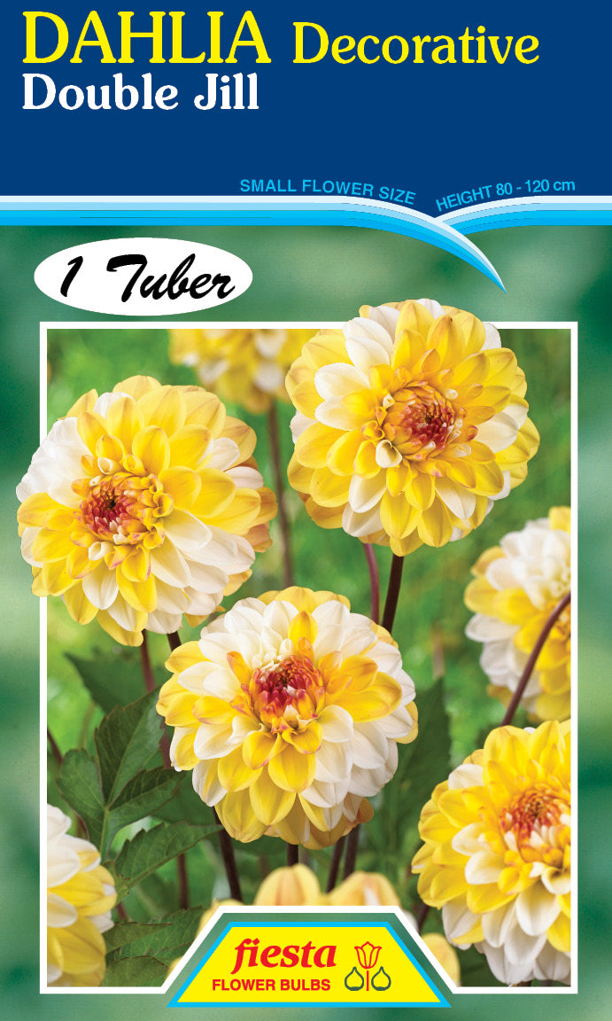 DAHLIA 'Double Jill'
