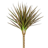 Dracena Marginata | Red Edge