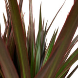 Dracena Marginata | Red Edge