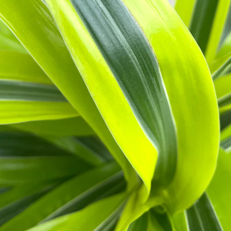 dracaena green stripe Dracaena