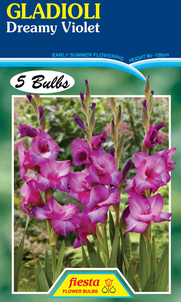 Gladioli 'Dreamy Violet'