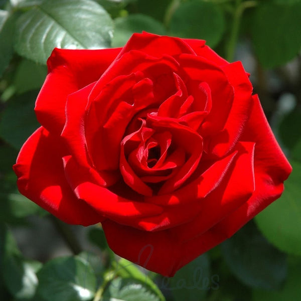 Climbing Rose Dublin Bay