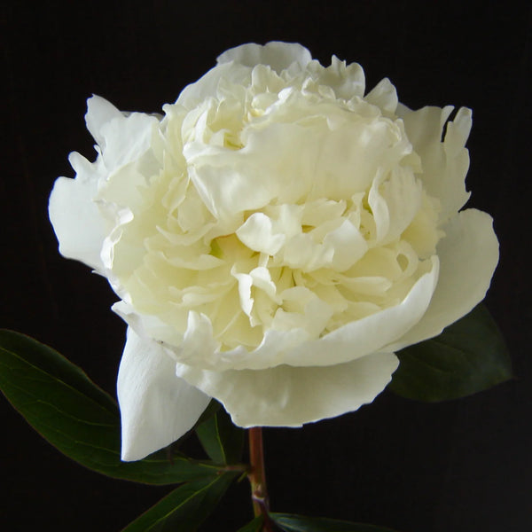 Peony - Duchesse de Nemours