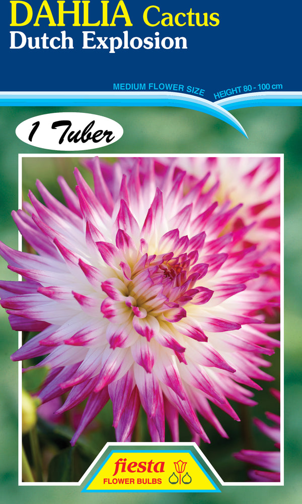DAHLIA 'Dutch Explosion'