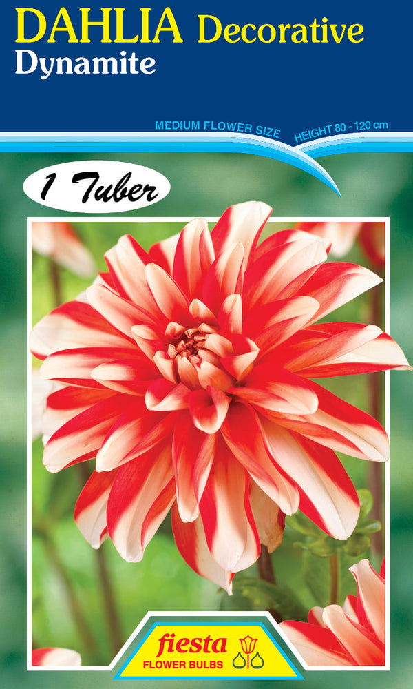 DAHLIA 'Dynamite'