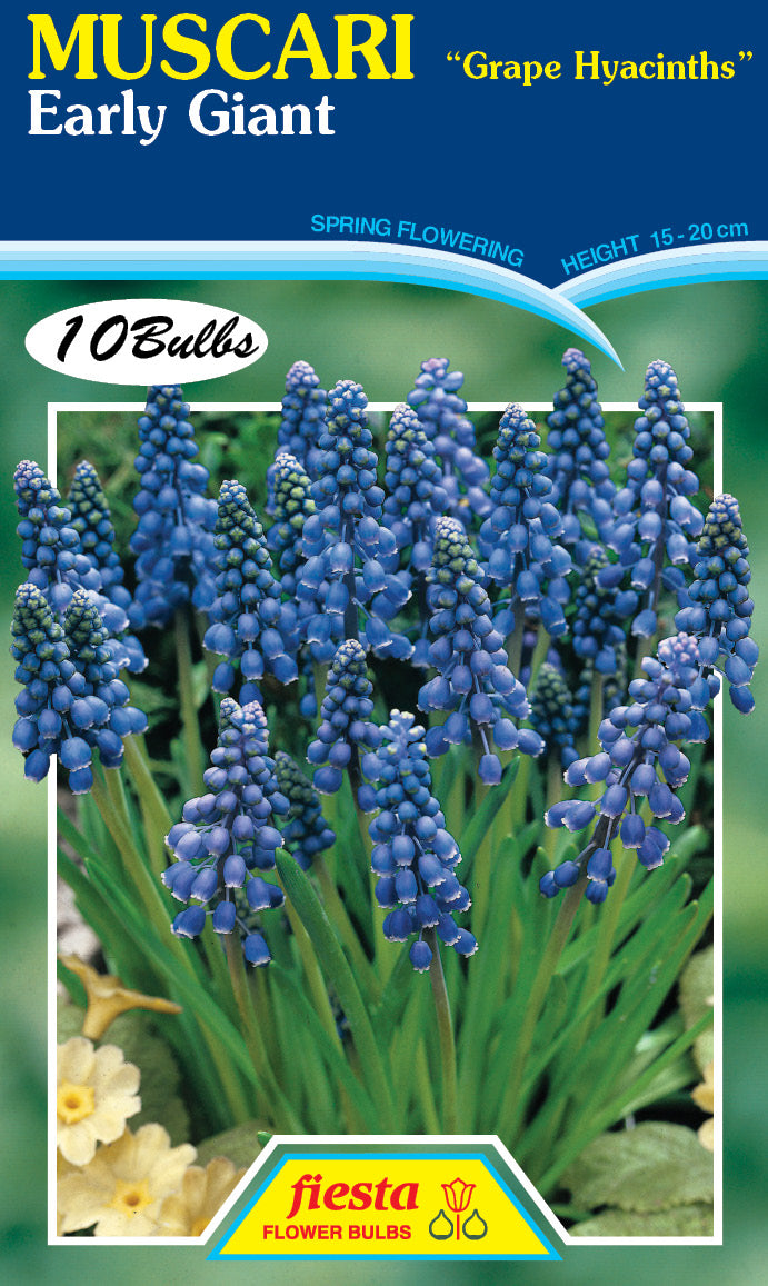 Muscari Early Giant