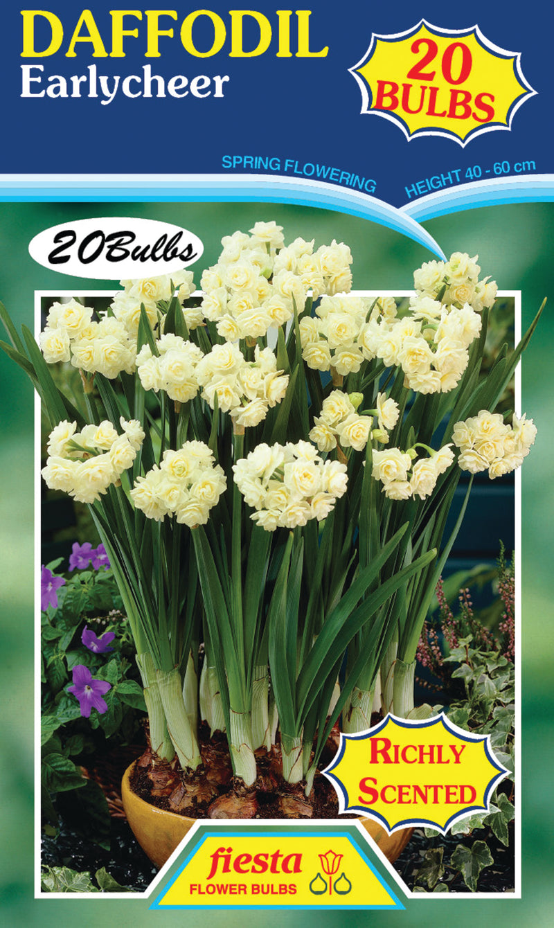 Daffodil Polyanthus Earlycheer 20 pack