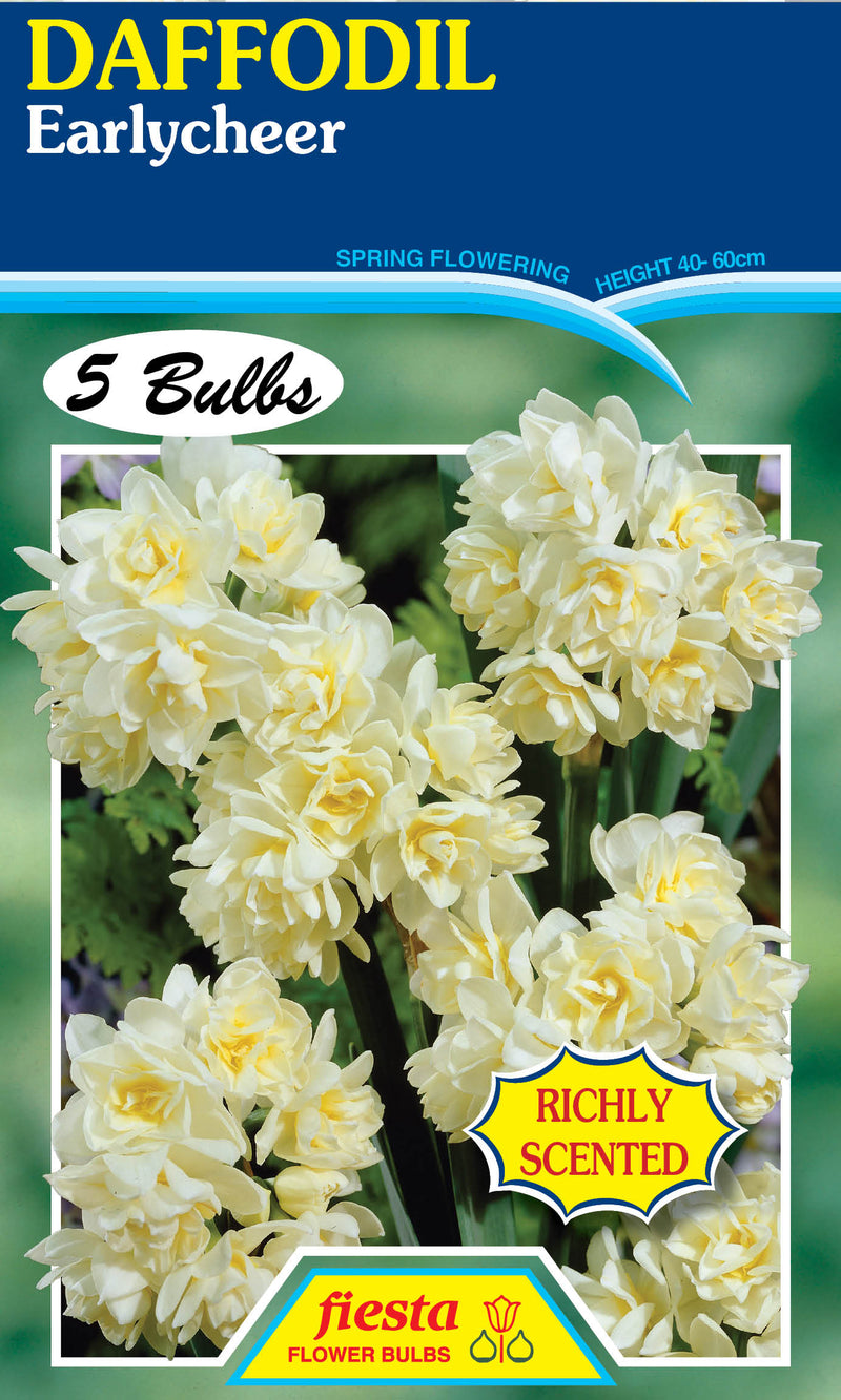 Daffodil Polyanthus Earlycheer