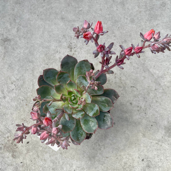 Echeveria rosea Hera