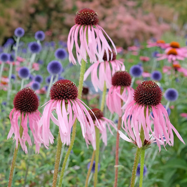 Echinacea | pallida