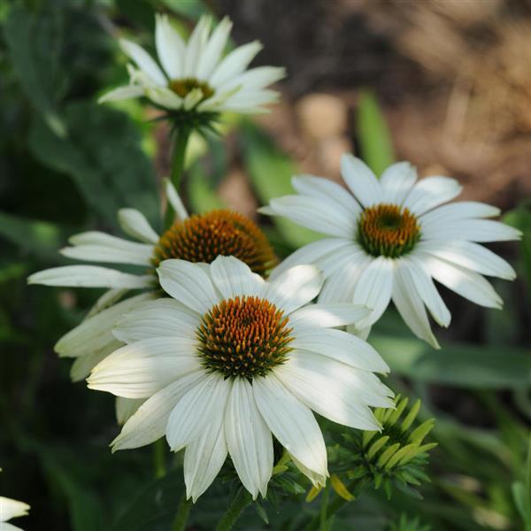 Echinacea Pow-Wow White