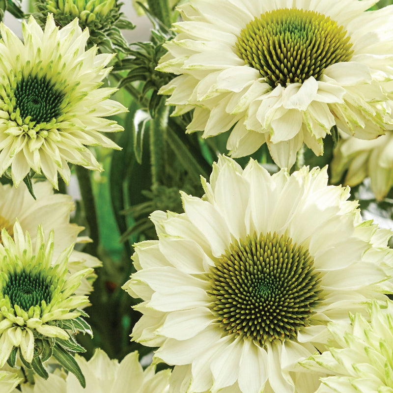 Echinacea White Perfection
