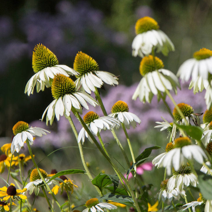 Echinacea Purpurea White Swan 9cm