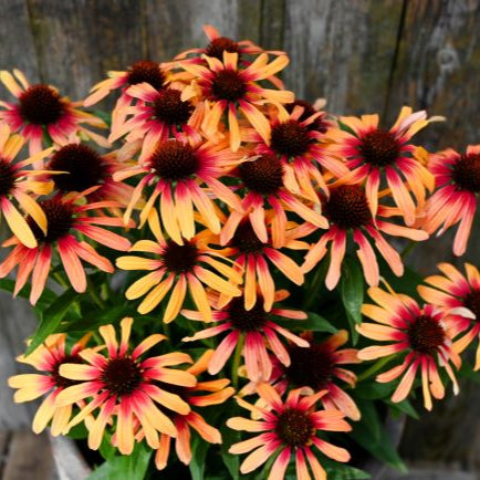 Echinacea Tequila Sunrise